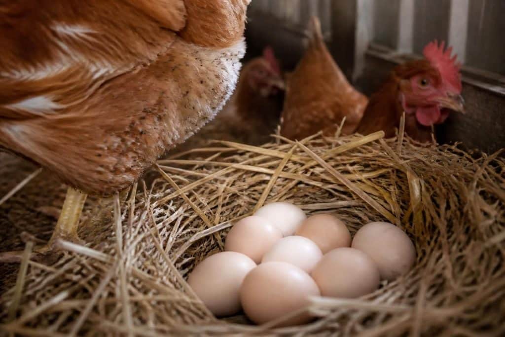 découvrez si les œufs provenant de poules infestées par des poux peuvent être consommés sans danger et quelles précautions prendre pour garantir leur sécurité.
