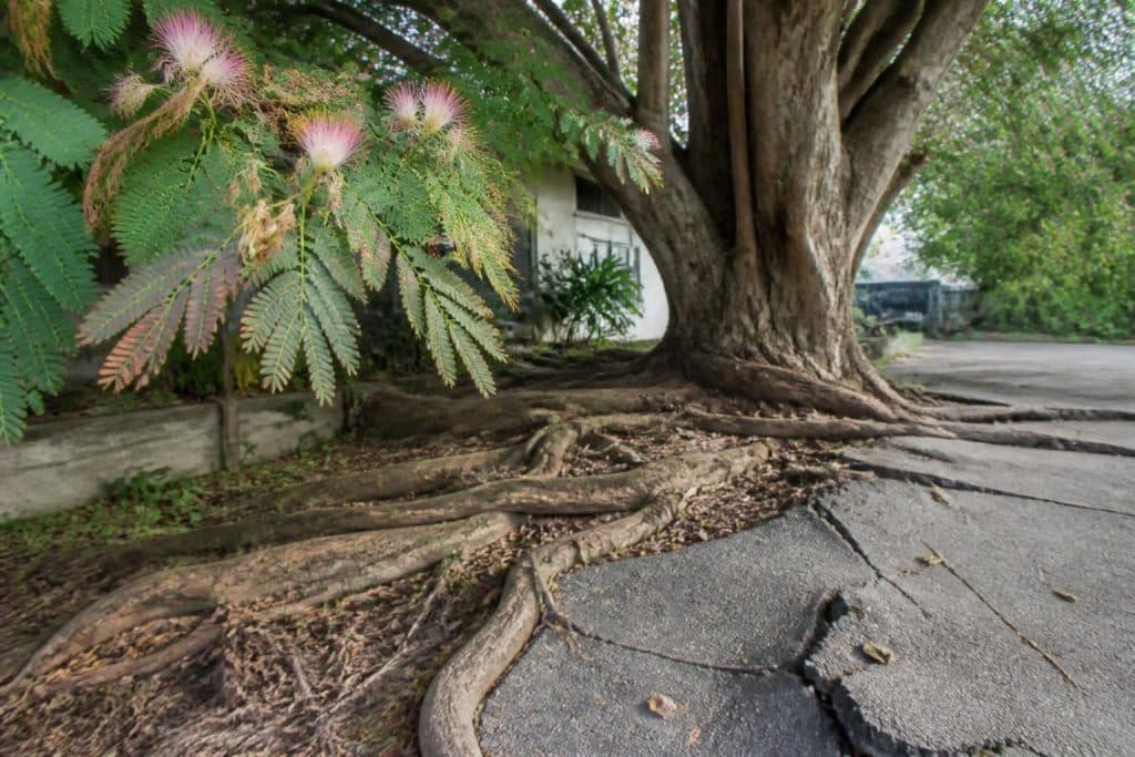découvrez les inconvénients de l'albizia, notamment sa toxicité et ses racines envahissantes, pour mieux gérer cet arbre dans votre jardin.