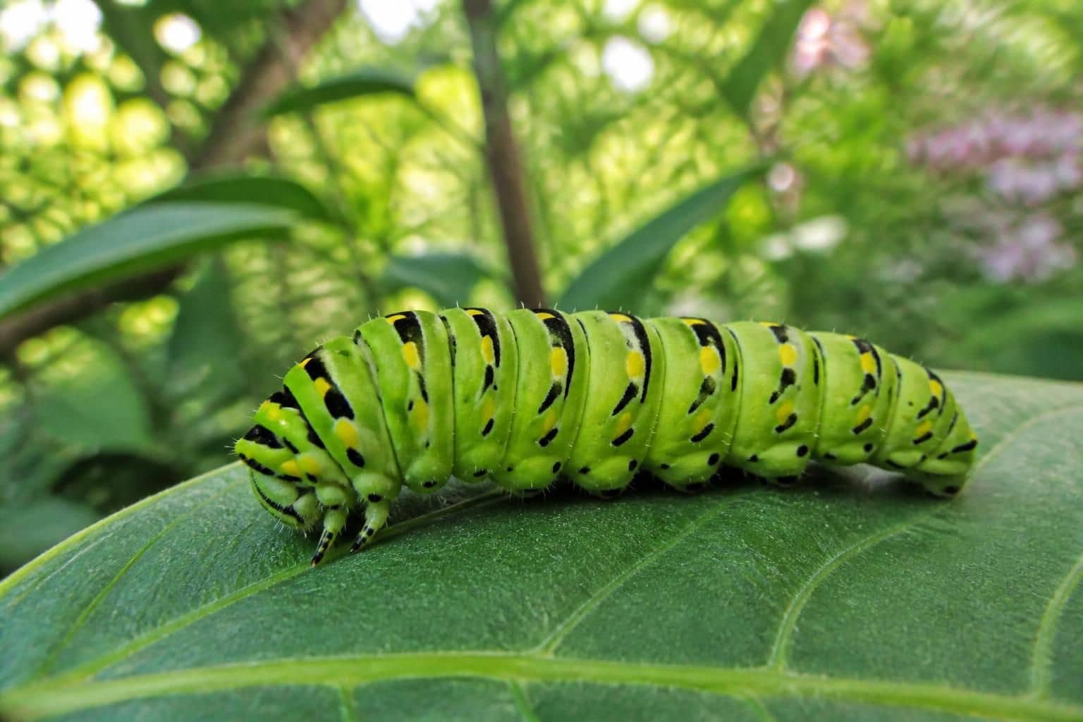 découvrez comment identifier les chenilles vertes, leur habitat naturel et des conseils pratiques pour les reconnaître facilement.
