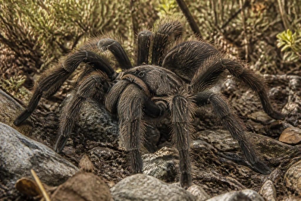 découvrez tout sur la mygale de provence : sa taille, son habitat naturel et son niveau de dangerosité pour mieux comprendre cette araignée fascinante.