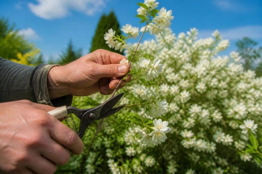 découvrez quand et comment tailler votre seringat pour stimuler une floraison abondante et maintenir un arbuste en bonne santé.