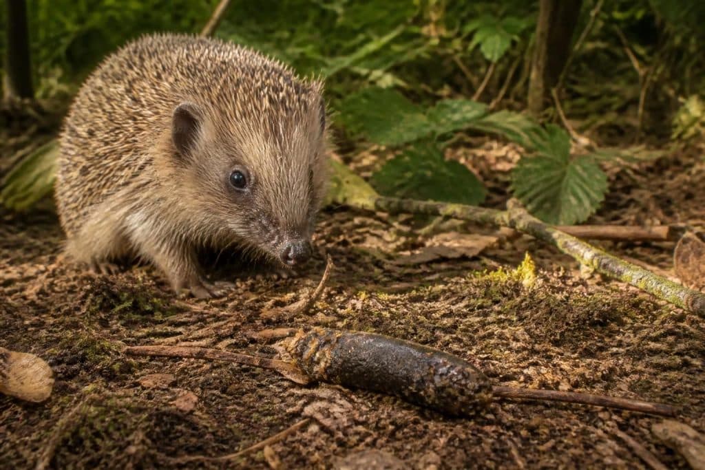 découvrez comment identifier la crotte de hérisson et comprendre les signes qu'elle révèle sur la présence et le comportement de cet animal nocturne.