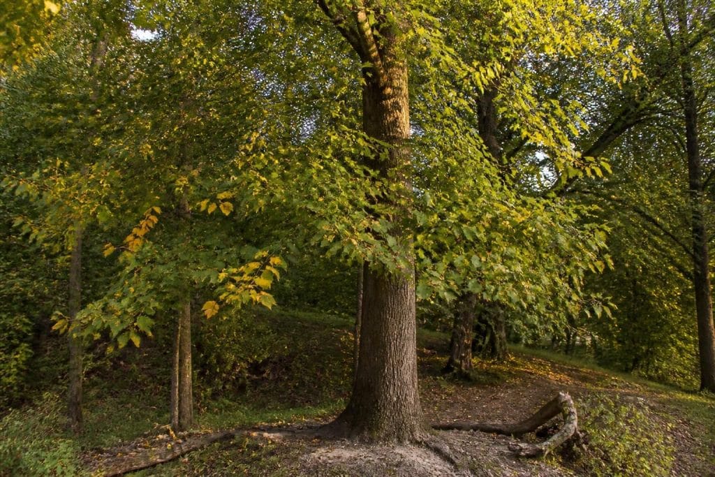 découvrez les principaux inconvénients du tulipier de virginie pour mieux connaître cet arbre remarquable avant de l'adopter dans votre jardin.