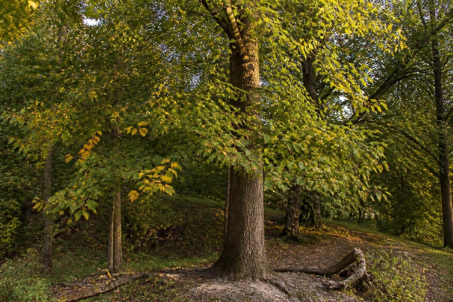 découvrez les principaux inconvénients du tulipier de virginie pour mieux connaître cet arbre remarquable avant de l'adopter dans votre jardin.